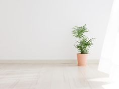 a potted plant sitting on top of a hard wood floor