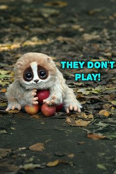 a small stuffed animal holding an apple with the caption they don't play