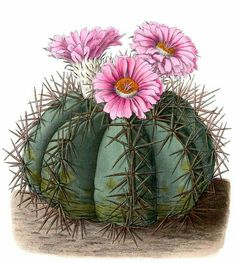 a drawing of a cactus with pink flowers