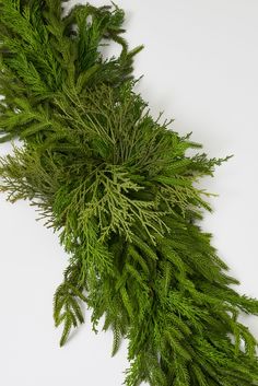 a close up of a green plant on a white surface