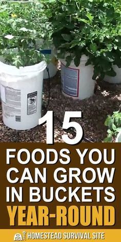 several buckets filled with plants and the words 15 foods you can grow in buckets year - round