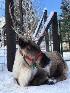 a reindeer laying down in the snow next to a fence