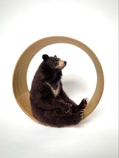 a brown bear sitting inside of a wooden circular object on white background with light coming through it