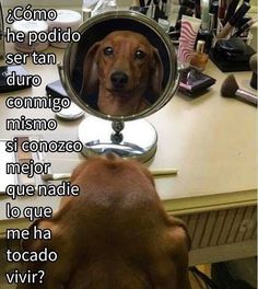 a dog looking at its own reflection in a mirror that says, como he podio ser tan