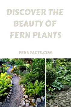 Lush garden pathway lined with various fern plants and a promotional text for fernfacts.com. Fern Gardens Ideas, Fern Landscaping, Garden Ideas Australia