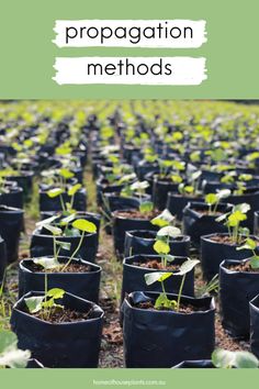 rows of plastic pots with plants growing in them and the words propagation method