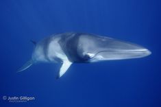 a dolphin swimming in the blue water