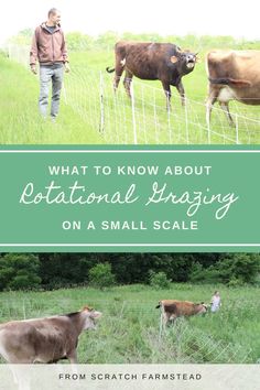 two cows in a field behind a fence with the words what to know about rottational grazing on a small scale