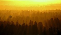 the sun shines brightly through the trees and into the distance is a water tower