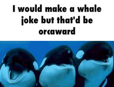 three orca whales with the caption i would make a whale joke but that'd be onward