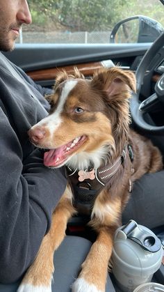 a brown and white dog sitting in the driver's seat of a car next to a man