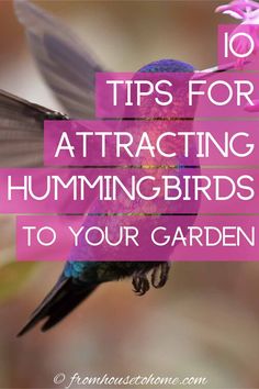 Attract Hummingbirds To Your Garden (10 Tips You Can Use In Your Yard) Red Hummingbird, Garden Help, Evergreen Plants