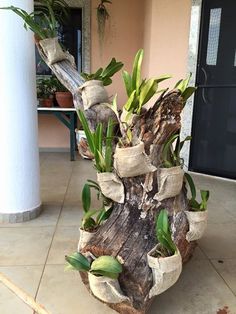 a potted plant in the shape of a tree trunk