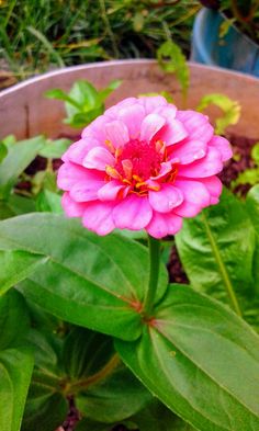 a pink flower with green leaves in the foreground and a blue pot behind it