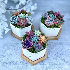 three small white pots with succulents in them