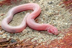 a pink worm crawling on the ground with dirt and gravel around it's edges