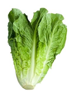 lettuce on white background with clipping path