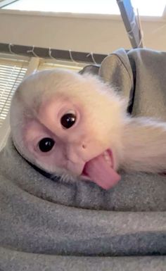 an animal sticking its tongue out while laying on top of a blanket in a cage