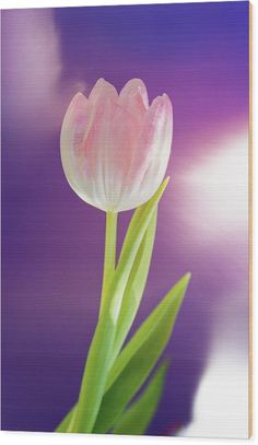 a single pink tulip in front of a purple background metal print by panoramic images