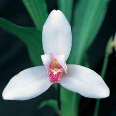 a white flower with red stamen in the center and green leaves on the other side