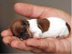 a person holding a small brown and white puppy in their hand with the caption world's smallest dog