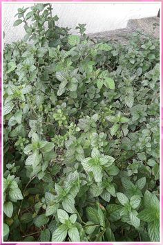 Native Thyme, (osterone-like compounds called thymeoids), is an Australian native herb originally used as a medicinal herb for its calming and soothing effects. However, in modern times, it has been used for its fragrant oils, which it produces during harvest. The leaves can then be harvested either by taking individual leaves or by plucking the whole plant. This herb is also popularly used in saffron-emulsified oil, making it a popular cosmetic ingredient and culinary ingredient, as well. ...