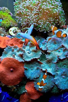 an aquarium filled with lots of different types of corals and sea creatures in it