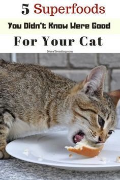 a cat eating food from a plate with the caption 5 superfoods you didn't know were good for your cat