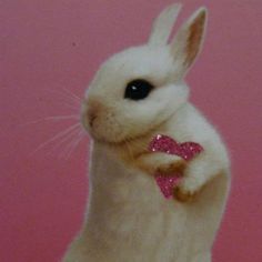 a white rabbit with a pink bow tie on it's neck sitting in front of a pink background