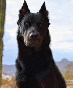 a large black and brown dog standing next to a tall cactus tree in the desert