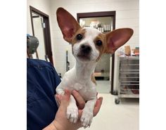 a small brown and white dog sitting on top of a person's hand in a room