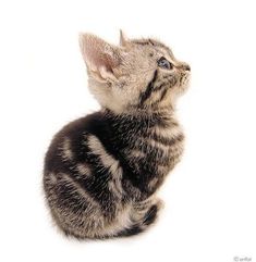 Baby Animals Videos, The Cutest Animals, Y2k Anime, Kitten Images, Avatar The Way Of Water, Munchkin Cat, Shorthair Cat, American Shorthair