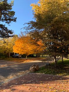 trees with yellow and orange leaves on the ground