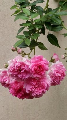 some pink flowers are hanging from a branch in front of a white wall and green leaves