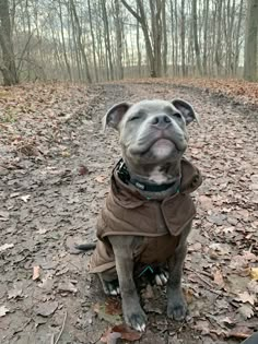 a dog is sitting in the leaves and looking up