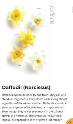 daffodil narcissus is the most beautiful flower in the world