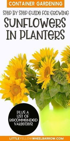 a green vase filled with yellow sunflowers on top of a white background and the words, container gardening step - by - step guide for growing sunflowers in planters in containers