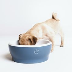 a small dog eating out of a blue bowl