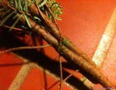 a close up of a tree branch on a red tile floor with grass growing out of it