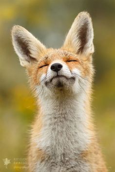 a close up of a small fox with it's eyes closed and mouth open