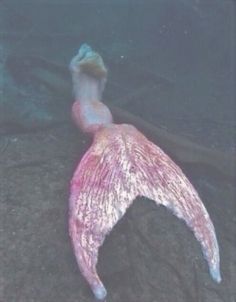 a pink and white mermaid tail laying on top of a rock covered in seaweed