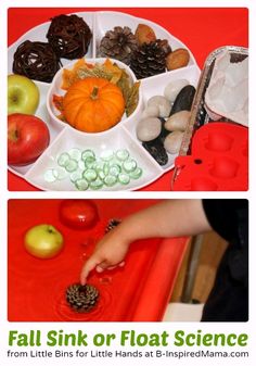 an image of fall sink or float science with apples, pine cones, and nuts