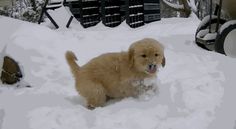 a small brown dog standing in the snow