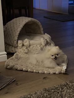 a small white dog laying on top of a rug