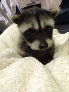 a baby raccoon is sitting on a blanket