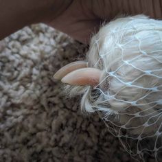 a close up of a bird's head with white feathers