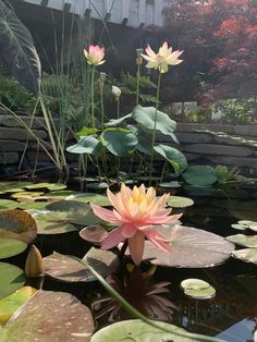 water lilies are blooming in the pond