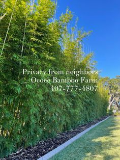 Jacksonville Florida bamboo st Augustine north south east west clumping privacy bamboo plants for beautiful tall hedges that grow very quick bamboo installations in Jacksonville Orlando and all of Central Florida Bamboo Hedges Living Fence, Bamboo As A Privacy Fence, Tall Bamboo Privacy Fence, Bamboo Fencing Around Pool, Flagler Beach, Holmes Beach, Juno Beach, Ormond Beach