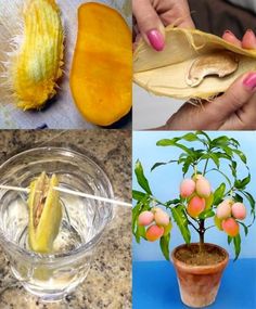 there are four pictures that show different things in the image, including fruit and vegetables