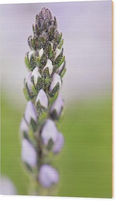 a purple flower with white flowers on it